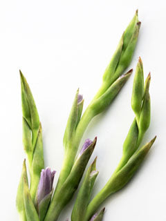GLADIOLUS BUDS MOLD ©