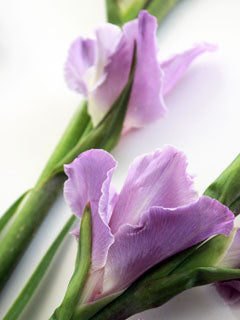 GLADIOLUS CUTTER & VEINER BRACT SET ©