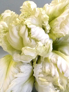 PARROT TULIP CUTTER & VEINER SET