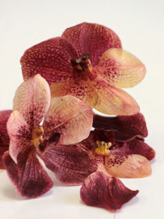 VANDA ORCHID CUTTER SET ©