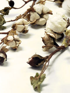 COTTON STALK-MOLDS (4 DOUBLE SIDED PCS)
