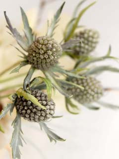 ERYNGIUM CUTTER & MOLD SET ©