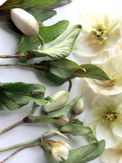 HELLEBORE PETAL VEINER SET MEDIUM