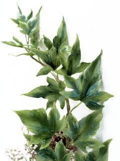 IVY LEAF CUTTERS ©