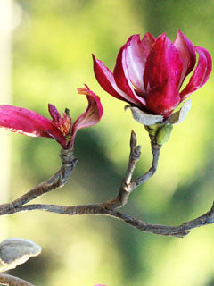 JAPANESE MAGNOLIA GROUTH BUDS