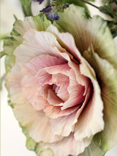 ORNAMENTAL KALE PETAL CUTTERS ©