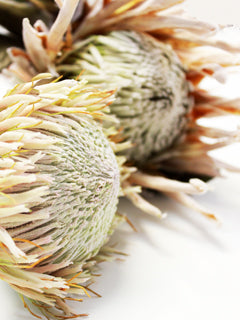 KING PROTEA CENTER MOLD AND STAMENS MOLD