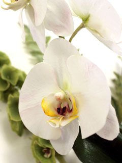 MOTH ORCHID CUTTER & VEINER SET (B)