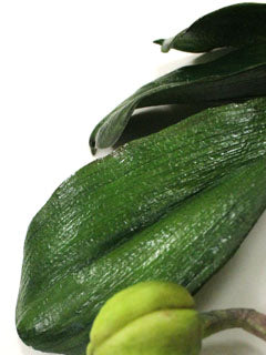 MOTH ORCHID LEAF CUTTERS & VEINER SET