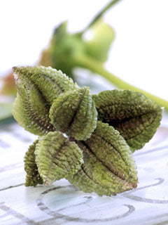 PILEA LEAF CUTTERS & VEINER SET ©