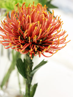 PINCUSHION PROTEA MOLD (M)