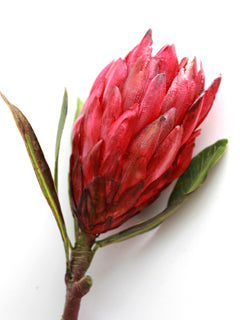 PINK ICE PROTEA PETAL AND LEAF CUTTERS