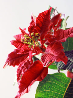 POINSETTIA VEINER SET