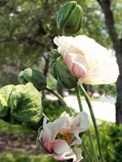 POPPY BUD MOLD (LARGE) ©