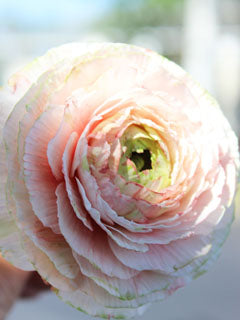 RANUNCULUS PETAL CUTTERS ©
