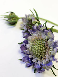 SCABIOUS CALYX CUTTER
