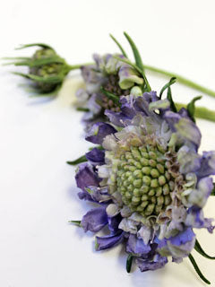 SCABIOUS CUTTERS & CENTER MOLD